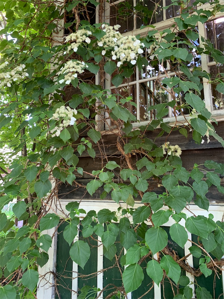 f:id:amicaflower:20190624192737j:image