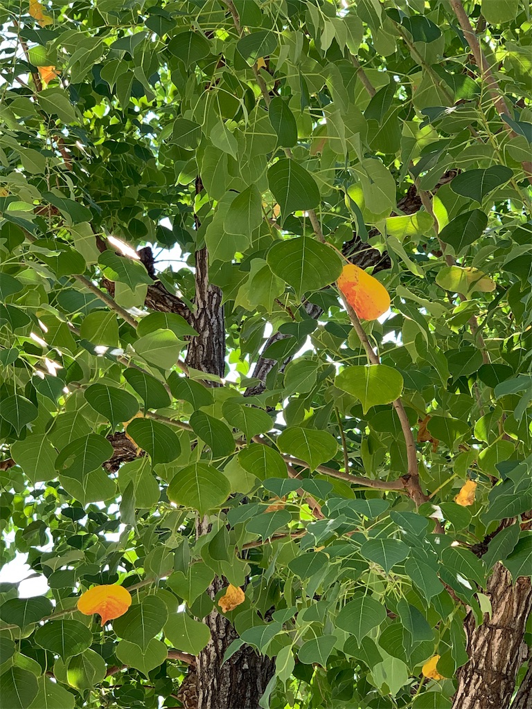 f:id:amicaflower:20190916174022j:image