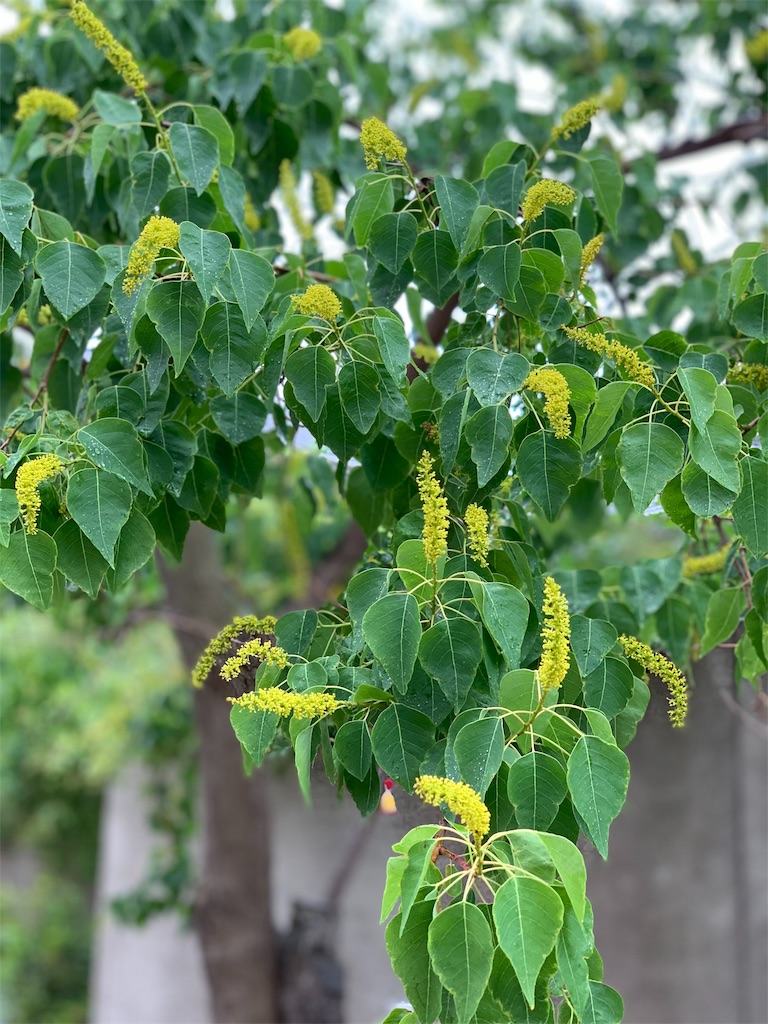 f:id:amicaflower:20190916174856j:image